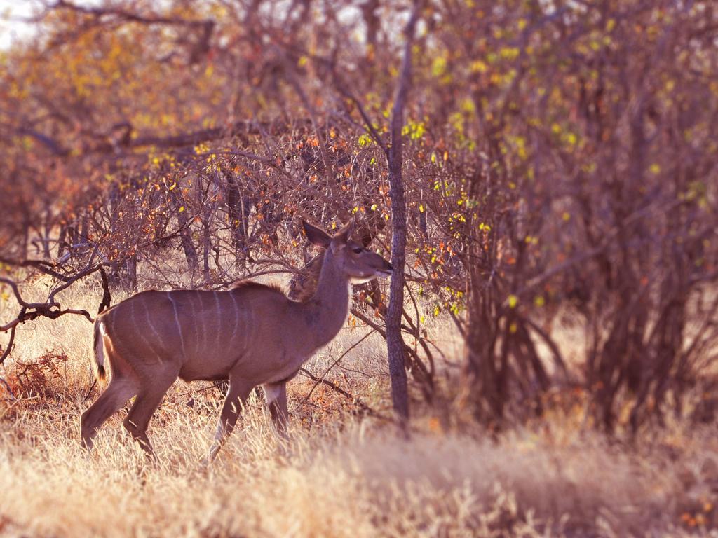 Dinkweng Safari Lodge The Waterberg Biosphere Buitenkant foto